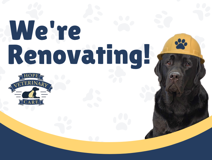 Exciting Renovations Coming to Hope Veterinary Care!