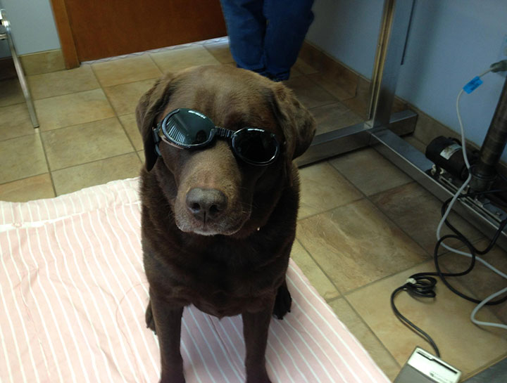 Laser Therapy for Dogs